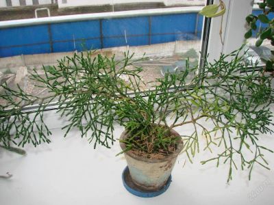 Лот: 82726. Фото: 1. Хатиора - Hatiora. Горшечные растения и комнатные цветы