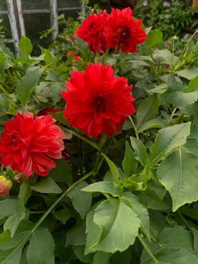Лот: 17759467. Фото: 1. Георгины🌺. Садовые цветы