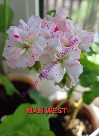 Лот: 19194489. Фото: 1. Пеларгония Nan west. Горшечные растения и комнатные цветы