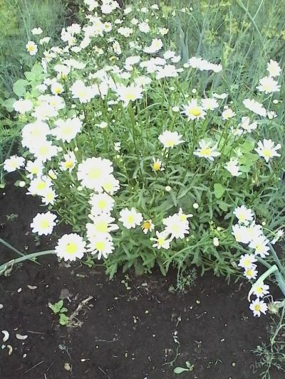 Лот: 5807622. Фото: 1. Ромашка. Садовые цветы