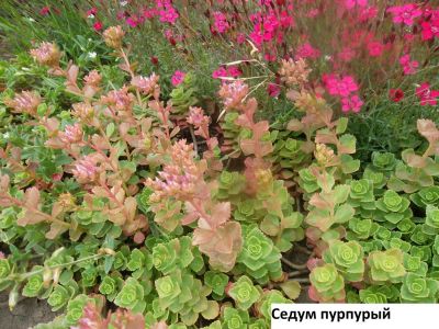 Лот: 3025916. Фото: 1. Седум пурпурный. Другое (семена, рассада, садовые растения)