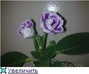 Лот: 91895. Фото: 1. глоксиния цветная. Горшечные растения и комнатные цветы