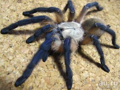 Лот: 10050560. Фото: 1. Паук птицеед Monocentropus balfouri... Остальные животные