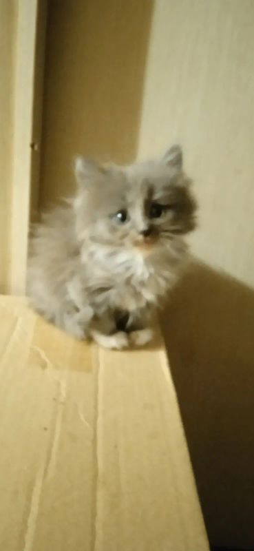Лот: 20361135. Фото: 1. Котëнок. Кошки, котята