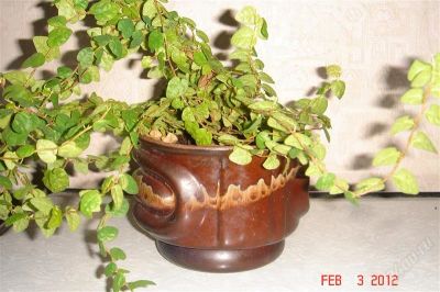 Лот: 1532508. Фото: 1. фикус-карликовый ficus sunni см... Горшечные растения и комнатные цветы