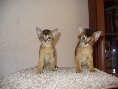 Лот: 1713622. Фото: 1. Абиссинский котенок. Кошки, котята