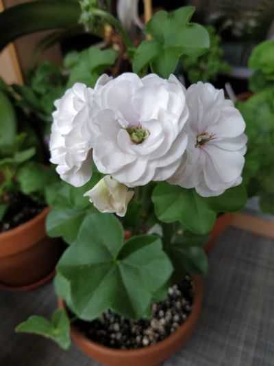 Лот: 15687642. Фото: 1. Пеларгония Ice Rose. Горшечные растения и комнатные цветы