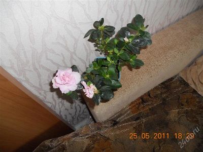Лот: 1147120. Фото: 1. азалия 1. Горшечные растения и комнатные цветы