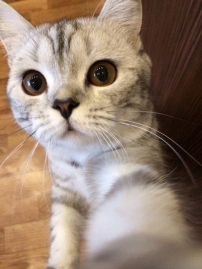 Лот: 7457193. Фото: 1. Отдадим в хорошие руки молоденькую... Кошки, котята