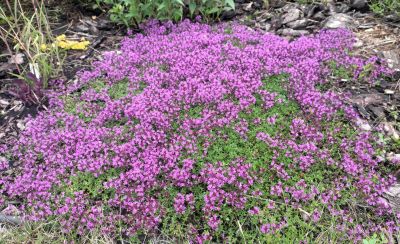 Лот: 25349796. Фото: 1. Тимьян Creeping Red. Садовые цветы