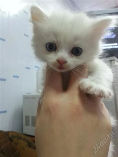 Лот: 2458243. Фото: 1. Белый, Ангорский кот с голубыми... Кошки, котята