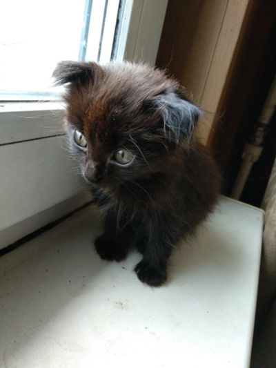 Лот: 11869583. Фото: 1. Котята. Кошки, котята