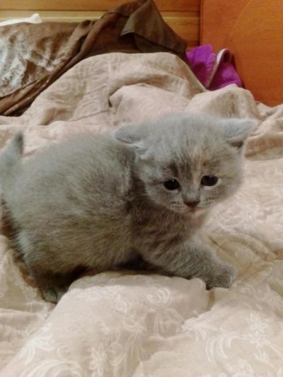 Лот: 8525940. Фото: 1. Котята шотландские. Кошки, котята