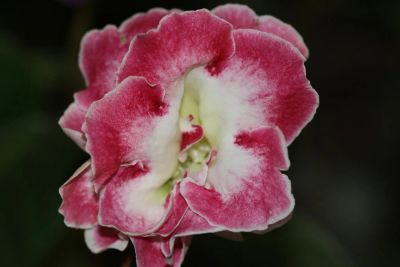 Лот: 3103714. Фото: 1. Глоксиния 45 (цветущая). Горшечные растения и комнатные цветы