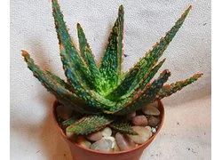 Лот: 18300464. Фото: 1. Алоэ Денниз (Aloe Dannyz). Горшечные растения и комнатные цветы