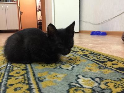 Лот: 8937999. Фото: 1. Продам котенка. Кошки, котята