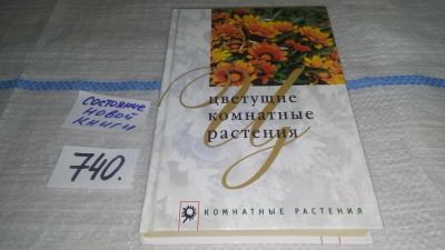 Лот: 11607902. Фото: 1. Цветущие комнатные растения, Маргарита... Сад, огород, цветы