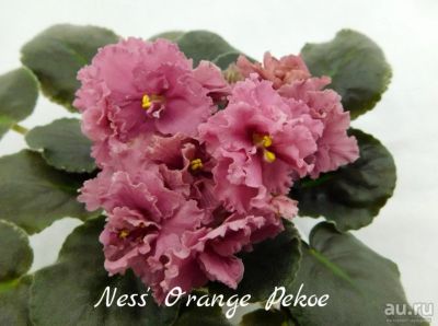 Лот: 6444020. Фото: 1. Фиалка сортовая Ness' Orange Pekoe... Горшечные растения и комнатные цветы