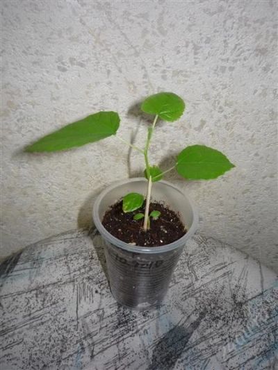 Лот: 863144. Фото: 1. Фикус карика / Ficus carica... Горшечные растения и комнатные цветы