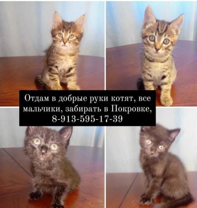 Лот: 17936697. Фото: 1. отдам котят. Кошки, котята