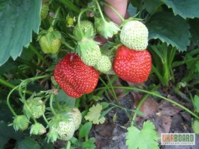 Лот: 4386680. Фото: 1. Усы клубники , хороший урожай... Другое (семена, рассада, садовые растения)