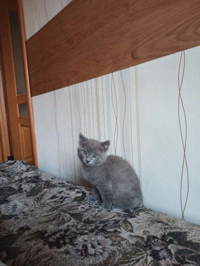 Лот: 16415421. Фото: 1. Котенок. Кошки, котята