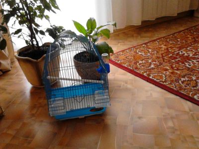 Лот: 3477593. Фото: 1. Клетка для попугая. Домики, переноски, клетки, когтеточки