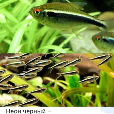 Лот: 16018982. Фото: 1. Неон черный. Рыбки