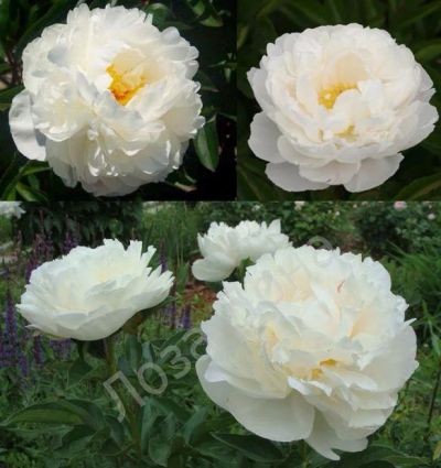 Лот: 10857067. Фото: 1. Пион Gardenia. Садовые цветы