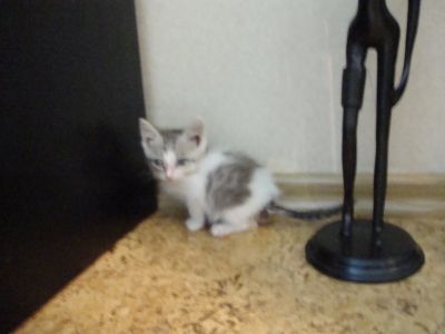 Лот: 12132752. Фото: 1. Отдам в добрые руки сиротов глазастиков... Кошки, котята
