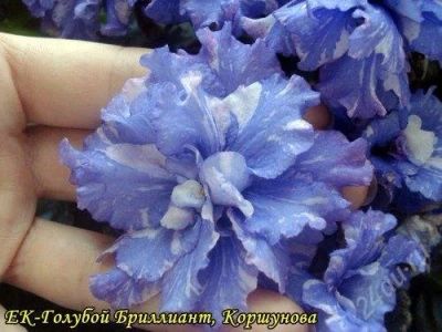 Лот: 904810. Фото: 1. лист фиалки голубой брильянт. Горшечные растения и комнатные цветы
