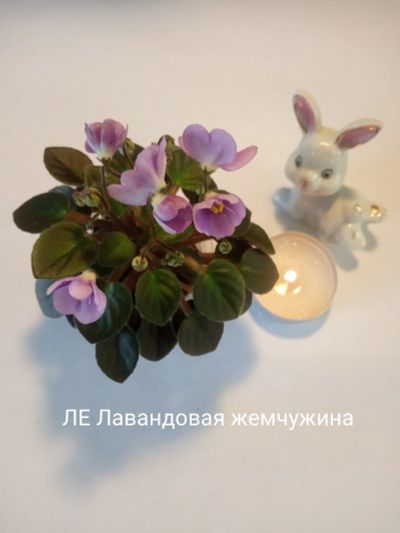 Лот: 17739686. Фото: 1. Цветущая фиалочка. Горшечные растения и комнатные цветы