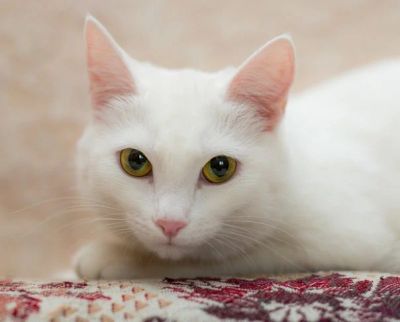 Лот: 6345183. Фото: 1. Кошечка белоснежная. Кошки, котята