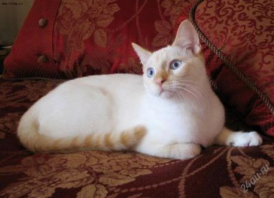 Лот: 1765104. Фото: 1. Отдам в добрые руки тайского кота. Кошки, котята