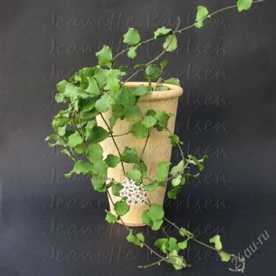 Лот: 1628322. Фото: 1. Hoya kanyakumariana - Хойя каньякумаринская... Горшечные растения и комнатные цветы
