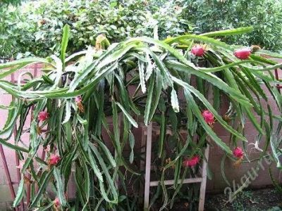 Лот: 1830148. Фото: 1. Пытахайя (плодоносящий кактус). Горшечные растения и комнатные цветы