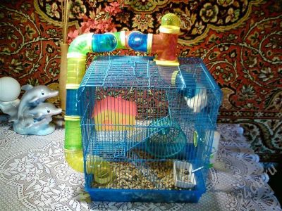 Лот: 539518. Фото: 1. Продам хомяка с клеткой. Остальные животные