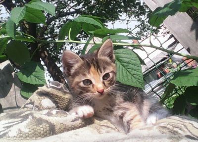 Лот: 7860702. Фото: 1. котята от кошки мышиловки. Кошки, котята