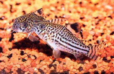 Лот: 6300733. Фото: 1. Коридорас трилинеатус (Corydoras... Рыбки