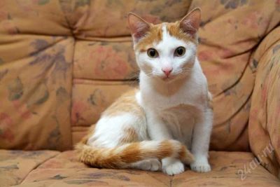 Лот: 154209. Фото: 1. Отдам котенка!. Остальные животные