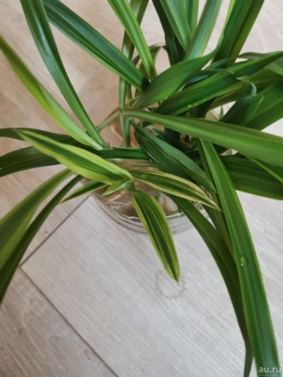Лот: 12968848. Фото: 1. Хлорофитум (Chlorophytum сотоsum... Горшечные растения и комнатные цветы