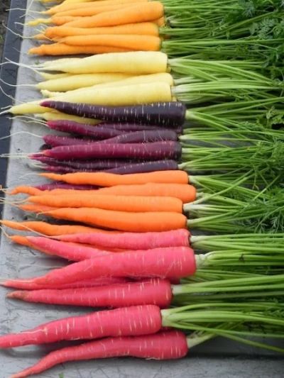 Лот: 9540043. Фото: 1. Морковь цветная ассорти (20шт). Овощи