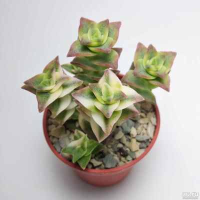 Лот: 17362760. Фото: 1. Крассула Пагода Вариегата Crassula... Горшечные растения и комнатные цветы
