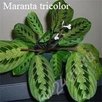 Лот: 1146357. Фото: 1. маранта. Горшечные растения и комнатные цветы