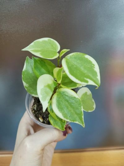 Лот: 17055489. Фото: 1. Пеперомия Serpens variegata. Горшечные растения и комнатные цветы