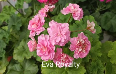 Лот: 24812804. Фото: 1. Пеларгония Eva Royalty. Горшечные растения и комнатные цветы