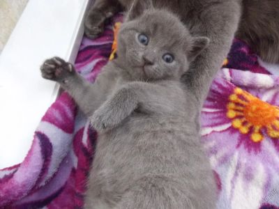 Лот: 5661375. Фото: 1. Вислоухие милашки. Кошки, котята