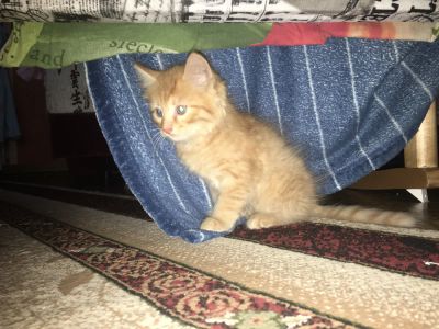 Лот: 11729707. Фото: 1. Отдам рыжего котёнка. Кошки, котята