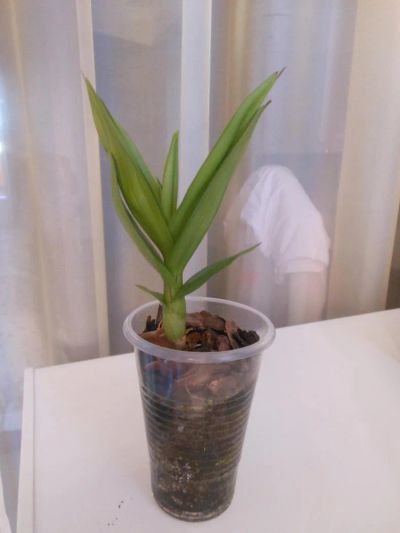 Лот: 2796516. Фото: 1. Орхидея дендрофал фиолетовая детка. Горшечные растения и комнатные цветы