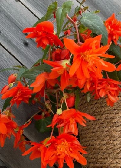 Лот: 24907807. Фото: 1. Бегония беллекония Hot orange. Горшечные растения и комнатные цветы